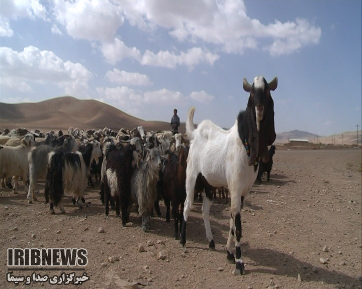 پرورش نژاد جدیدی از 