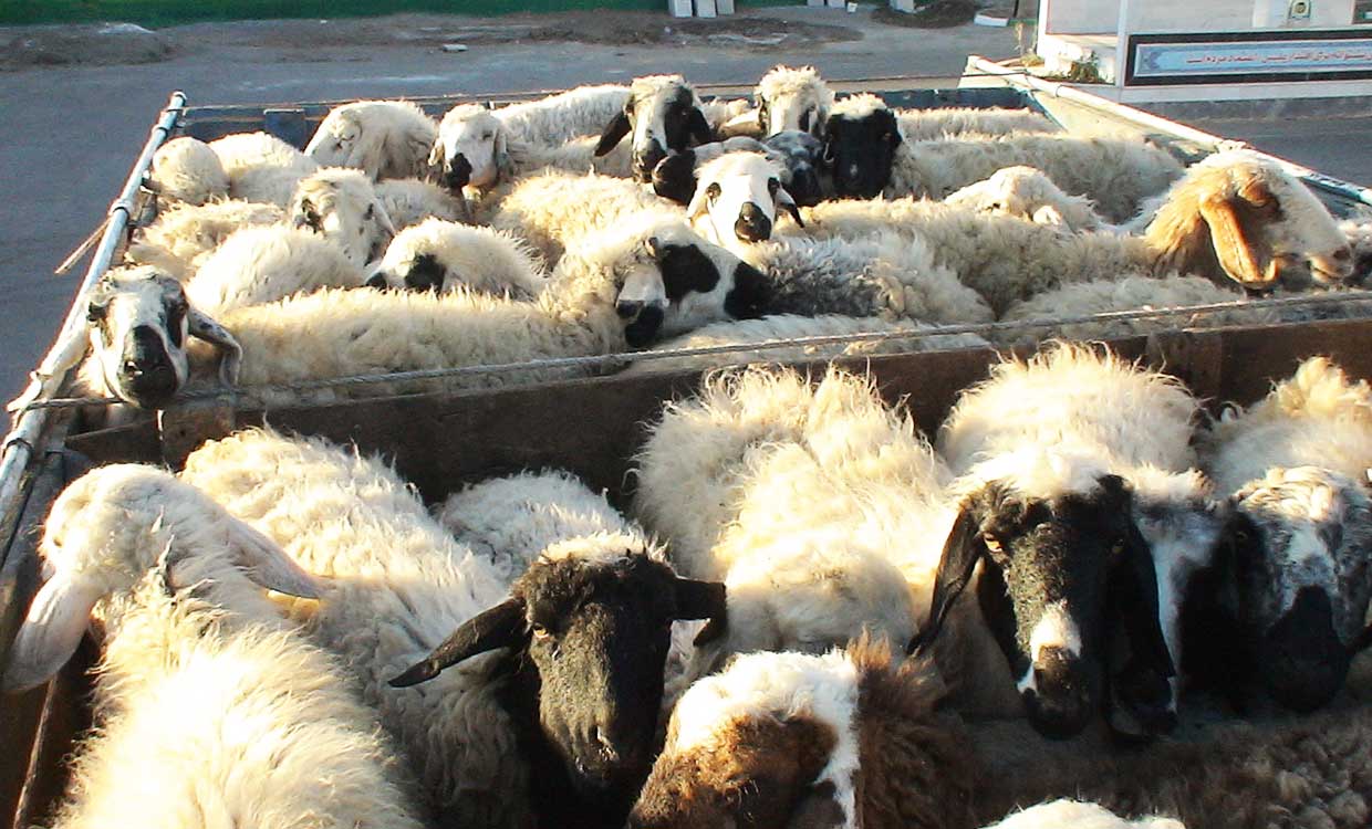 صادارت محصولات دامی در نه ماهه امسال