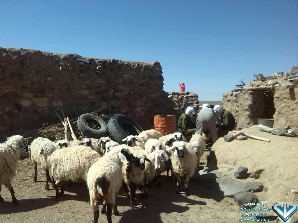 واکسیناسیون ۹۶۰ هزار دام سبک و سنگین علیه تب برفکی