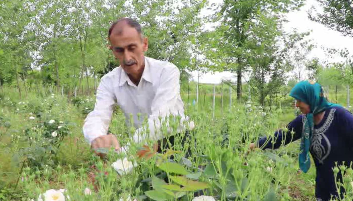 آغاز برداشت گل محمدی در شفت + آلبوم