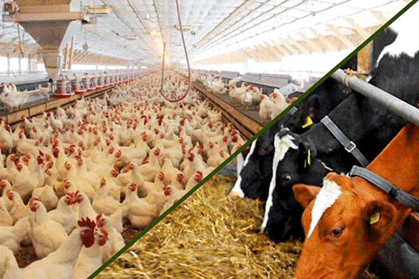 افزایش قیمت نهاده دام تولید محصولات پروتئینی را متوقف کرده است افزایش قیمت نهاده دام تولید محصولات پروتئینی را متوقف کرده است