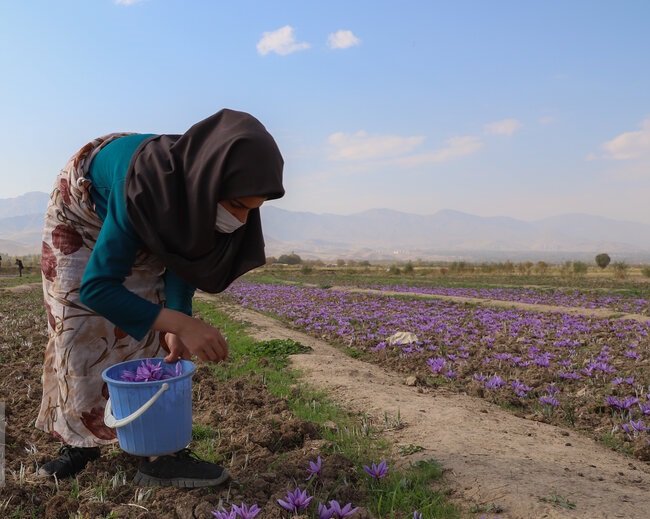 افزایش ۳۰ درصدی برداشت طلای سرخ در آذربایجان‌شرقی