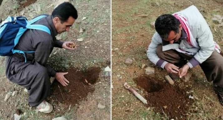 کاشت بذر بلوط در زیستگاههای طبیعی پاوه کاشت بذر بلوط در زیستگاههای طبیعی پاوه