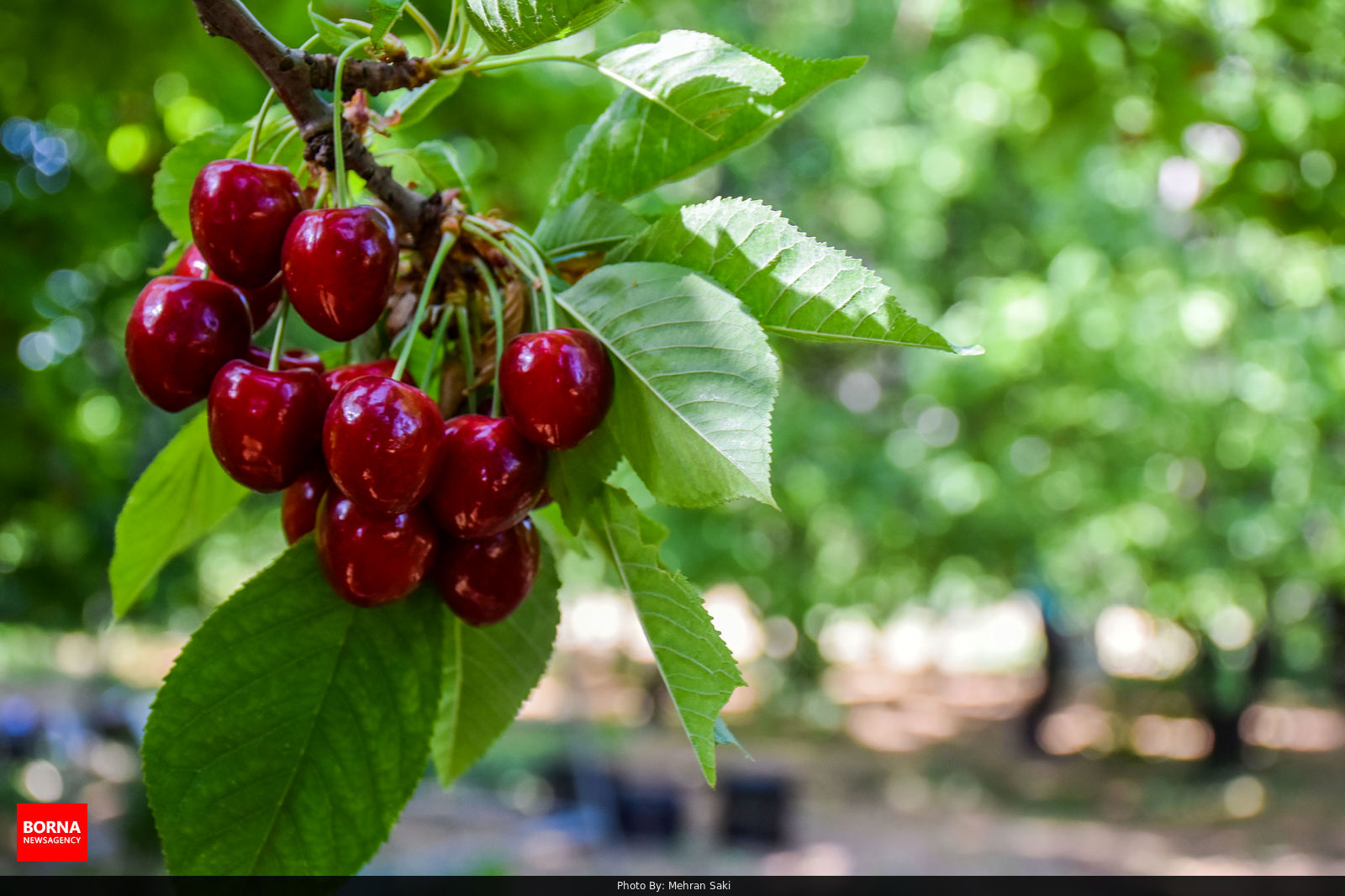 شاخه گیلاس باغ گیلاس 