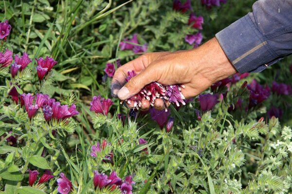 شناسایی ۴۵۰ گونه گیاه دارویی در آذربایجان شرقی