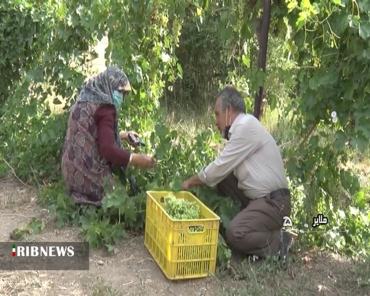 آغاز برداشت غوره از تاکستان های ملایر