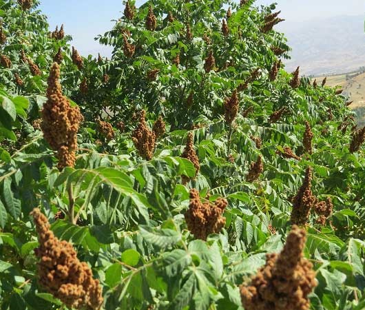 فواید اعجاب انگیز سماق فواید اعجاب انگیز سماق