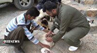 واکسینه شدن بیش از ۱۶ هزار دام در کردستان