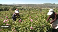 برگزاری دومین جشنوار گلاب گیری در روستای سیاحومه بانه