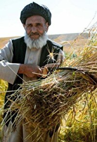 فائو: چهل درصد مردم افغانستان با نا امنی حاد غذایی روبرو هستند