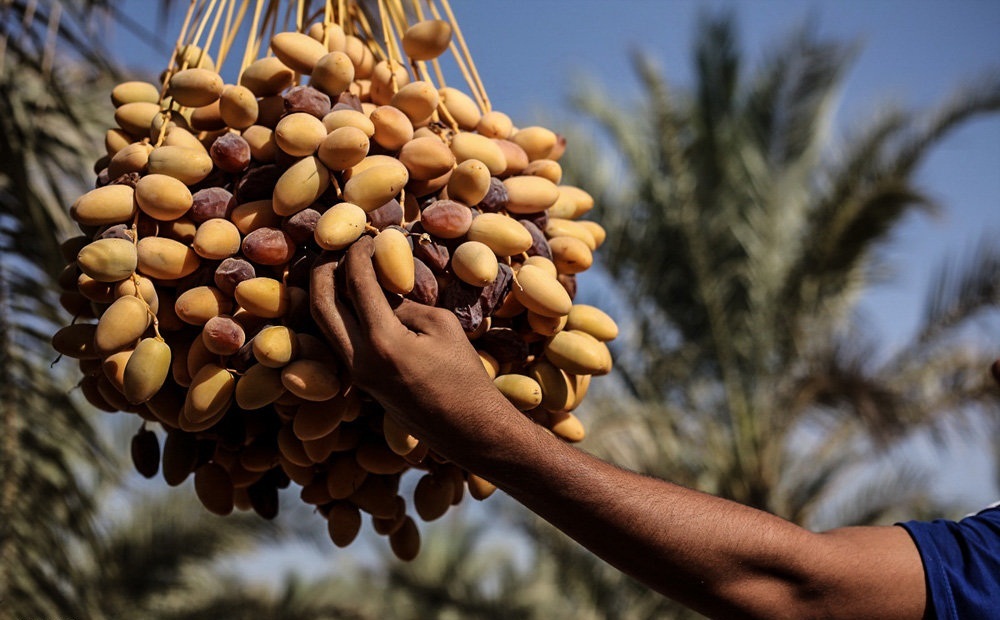 برداشت ۱۰ هزار تن رطب و خارک در خوزستان