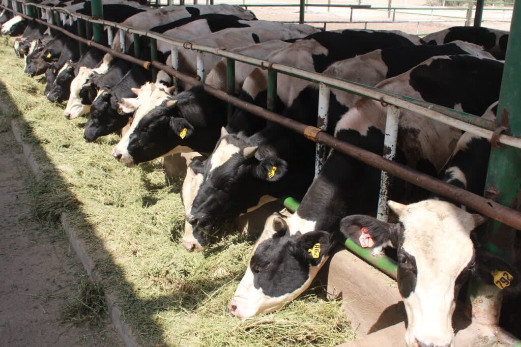 عرضه ۲۵۰ تُن گوشت قرمز در بازار خوزستان عرضه ۲۵۰ تُن گوشت قرمز در بازار خوزستان