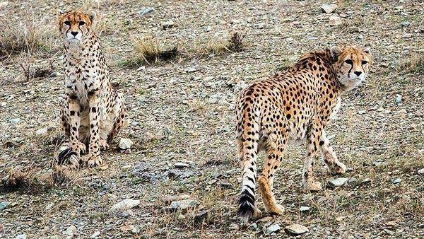 مانور آمادگی در برابر تعارض پلنگ در بردسکن