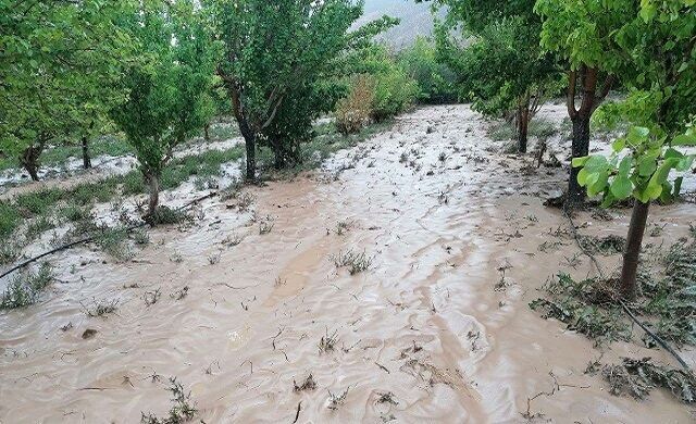 خسارت ۴۶میلیارد تومانی تگرگ به باغ های شهرستان مانه