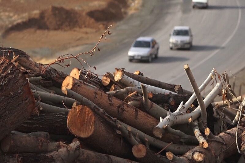 کشف بیش از دو تن چوب قاچاق در سردشت