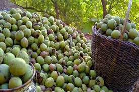 برگزاری جشنواره ملی گردو و آلوچه در بن