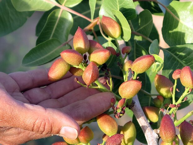 کارگاه آموزشی تغذیه پسته بعد از برداشت در سروستان