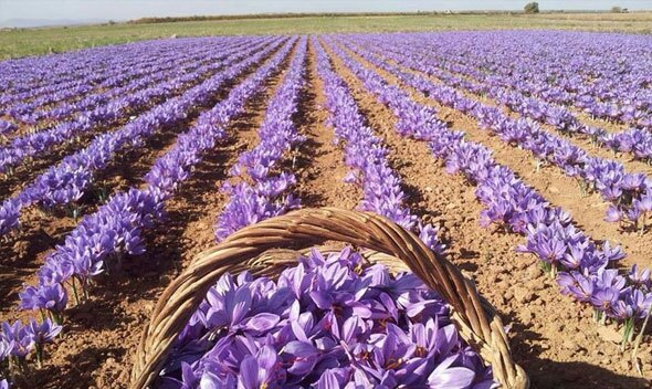 برداشت زعفران از مزارع آذربایجان غربی آغاز شد