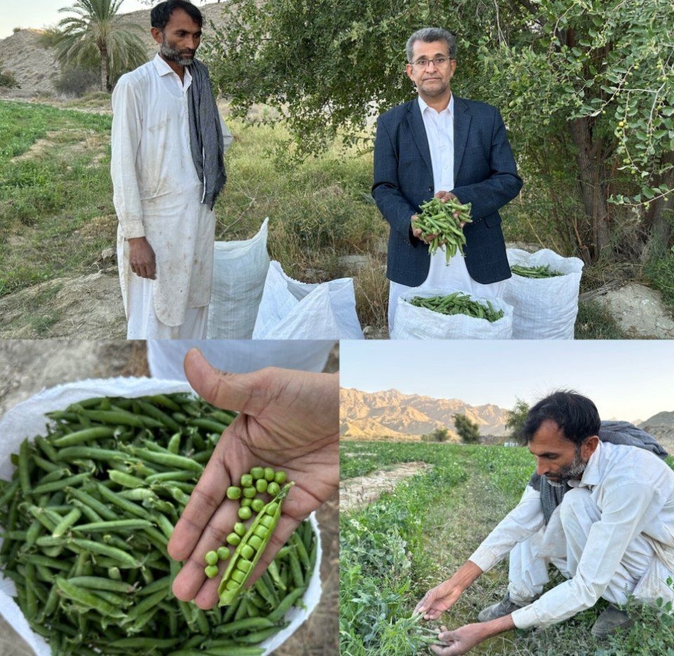 آغاز برداشت نخودسبز ۷۰ هکتار از اراضی کشاورزی شهرستان سرباز