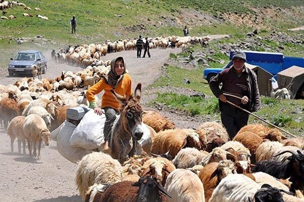 توزیع ۸۰ هزار تن نهاده دامی در بین عشایر کشور