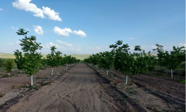 باغداران از خرید نهالهای بدون لیبل و شناسنامه بپرهیزند باغداران از خرید نهالهای بدون لیبل و شناسنامه بپرهیزند