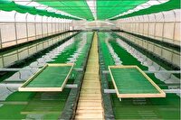 فعالیت ۱۳ طرح علمی در حوزه آبزیان و جلبک‌های دریایی چابهار