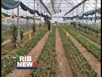 عطر خوش رونق اقتصادی در روستای کریک آشخانه