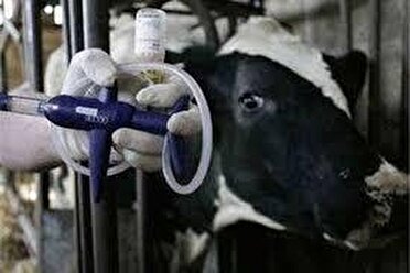 آغاز واکسیناسیون دامها در مقابل تب برفکی در کرمانشاه