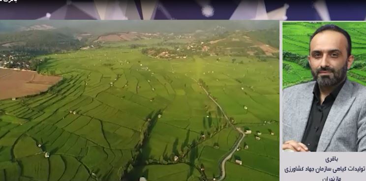مبارزه با آفات ساقه خوار در ۱۰ هزار هکتار شالیزار مازندران