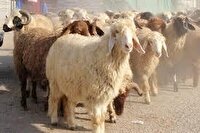 هشدار دامپزشکی خراسان رضوی درباره گرمازدگی دام و طیور