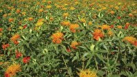 انجام عملیات سمپاشی برای کنترل مگس گلرنگ در بستان آباد