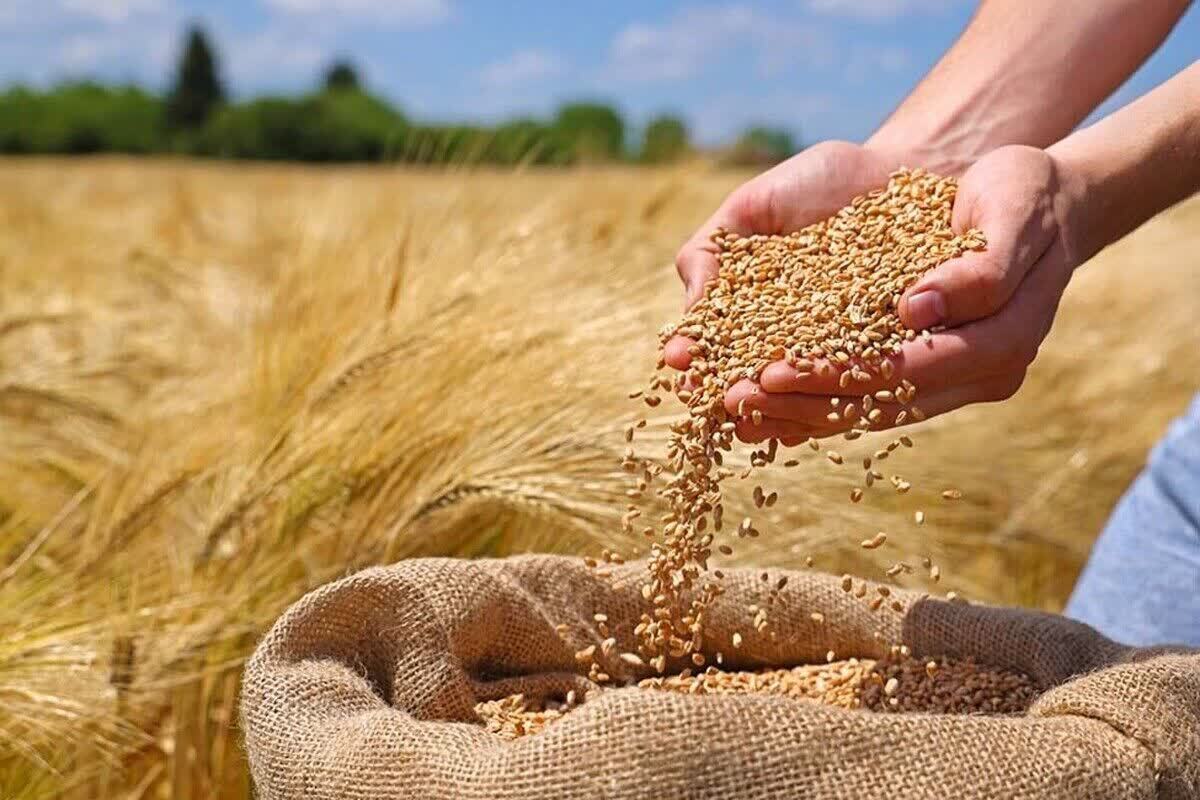 خرید بیش از ۴۴ هزار تن گندم در خراسان شمالی