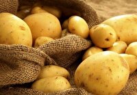 پیش‌بینی صادرات ۷۵ هزارتُن سیب‌زمینی از همدان