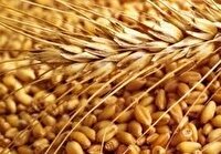 تولید حدود ۶ هزار تن بذور غلات در چهارمحال و بختیاری