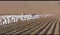 برداشت سیب زمینی از ۲ هزار و ۵۰۰ هکتار اراضی شهرستان بروجن