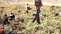 برداشت گوجه فرنگی در چهارمحال و بختیاری