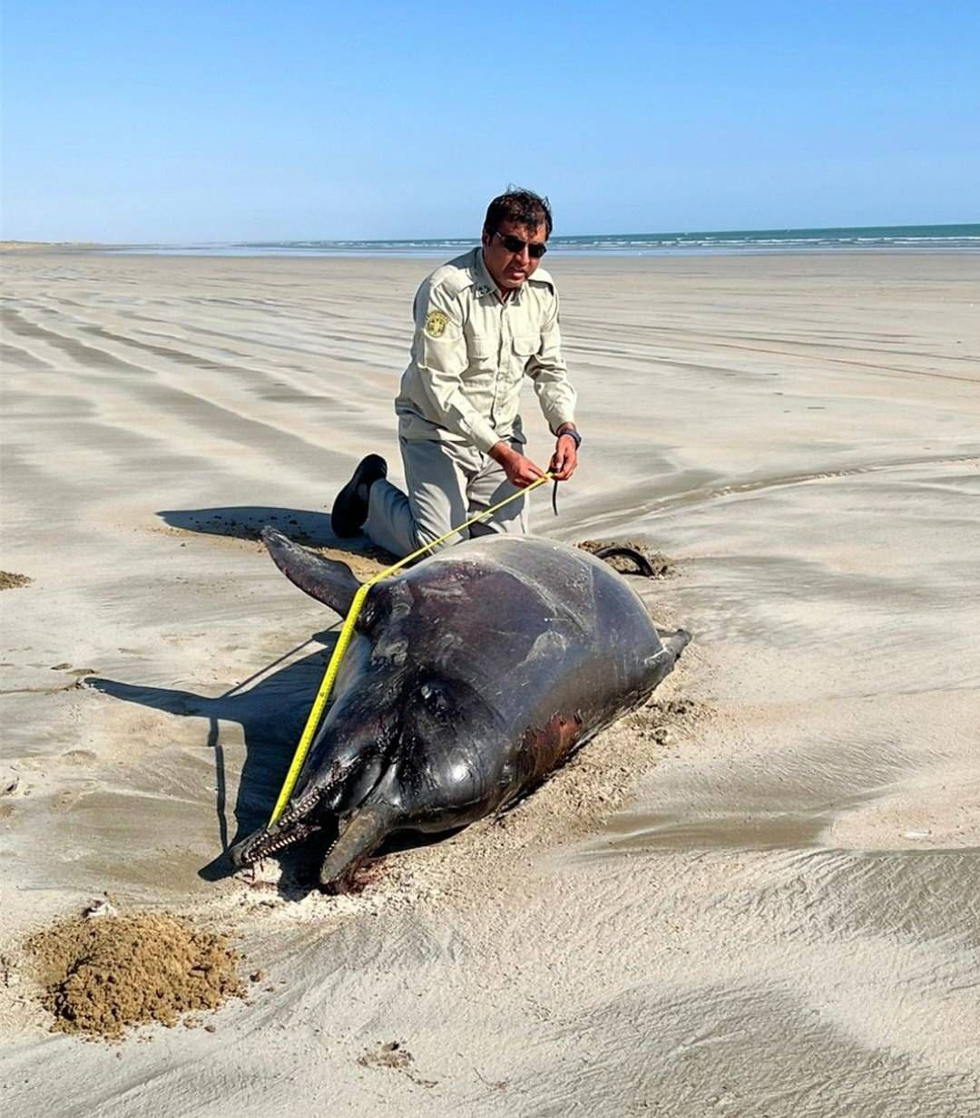 کشف لاشه دو دلفین در ساحل خلیج گواتر و خور باهو کشف لاشه دو دلفین در ساحل خلیج گواتر و خور باهو