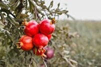 جشنواره شکرانه انار در پاوه