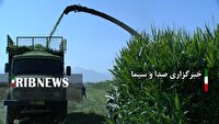 استقبال از سورگوم علوفهای در سملقان برای مقابله با کم آبی