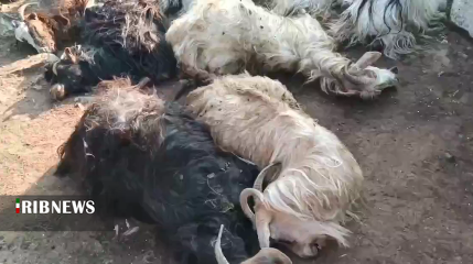 تلف شدن ۶۰ راس بُز بر اثر حمله گرگها در هوراند تلف شدن ۶۰ راس بُز بر اثر حمله گرگها در هوراند