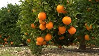 پیشبینی برداشت بیش از ۱۳۵ هزار تن مرکبات در جویبار