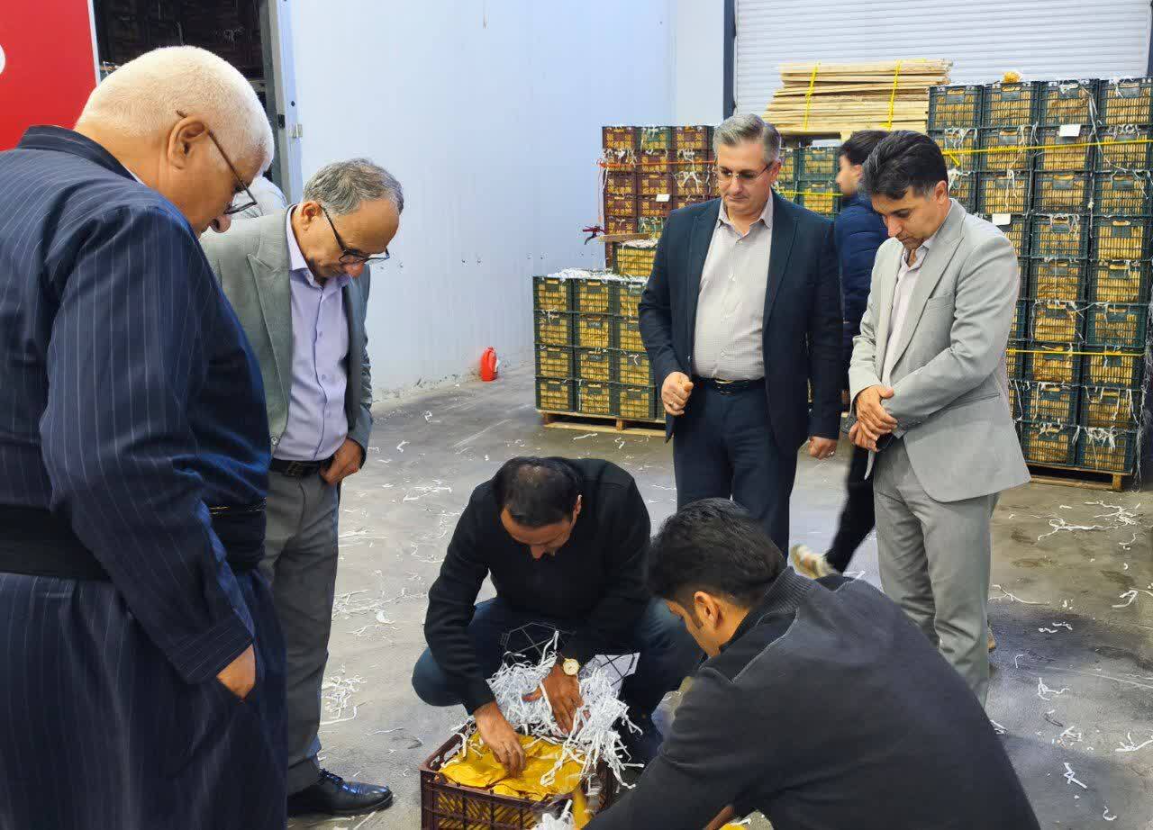 بازدید معاون فنی و بازرگانی سازمان مرکزی تعاون روستائی از سردخانه‌های نقده و اشنویه
