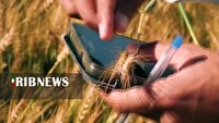 اصلاح نژاد گندم گامی موثر در افزایش بهره وری و کاهش مصرف آب