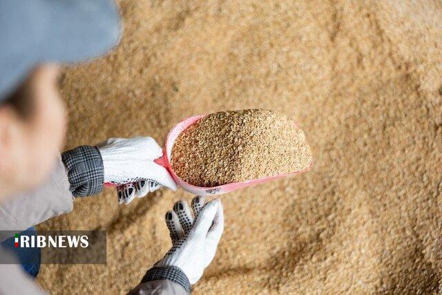 توزیع ۶۱ هزار تُن نهاده دامی در آذربایجان شرقی