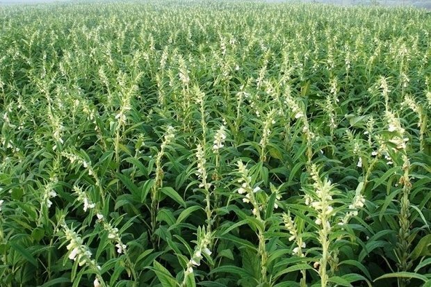 پیشبینی برداشت ۵ هزار تن کنجد از ۴۳۰۰ هکتار اراضی استان بوشهر پیشبینی برداشت ۵ هزار تن کنجد از ۴۳۰۰ هکتار اراضی استان بوشهر