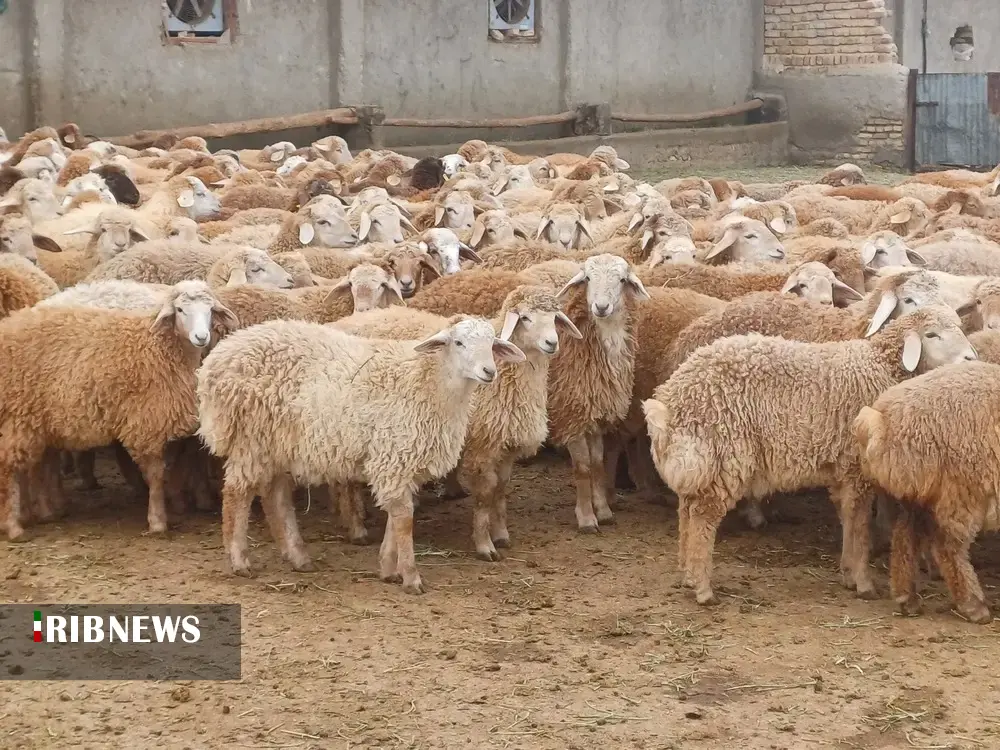 پرداخت ۶۵ میلیارد تومان تسهیلات برای پروار بندی دام در خراسان شمالی