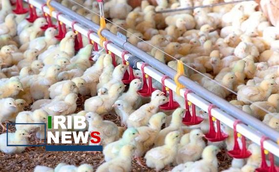 افزایش ۳۸ درصدی جوجهریزی در آذربایجان شرقی افزایش ۳۸ درصدی جوجهریزی در آذربایجان شرقی