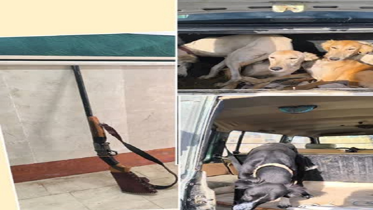 کشف سلاح، ادوات شکار و سگ‌های شکاری در چاراویماق