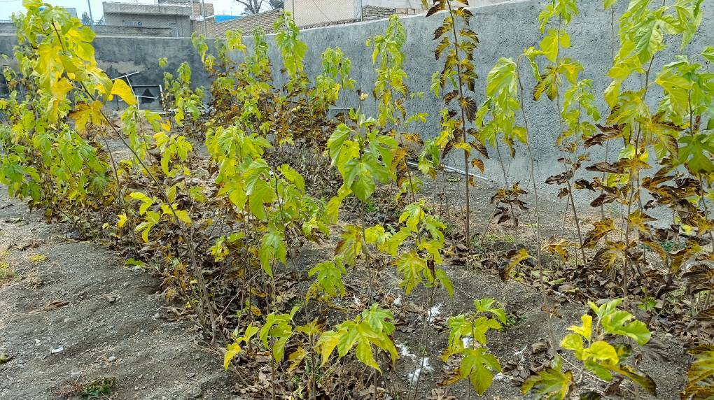 برگ‌هایی خزان پاییزی در جغتای جان بخش فضای سبز می شوند