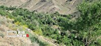 تولید سالانه ۴۷۹ هزار تُن علوفه در عرصه‌های منابع طبیعی خراسان جنوبی